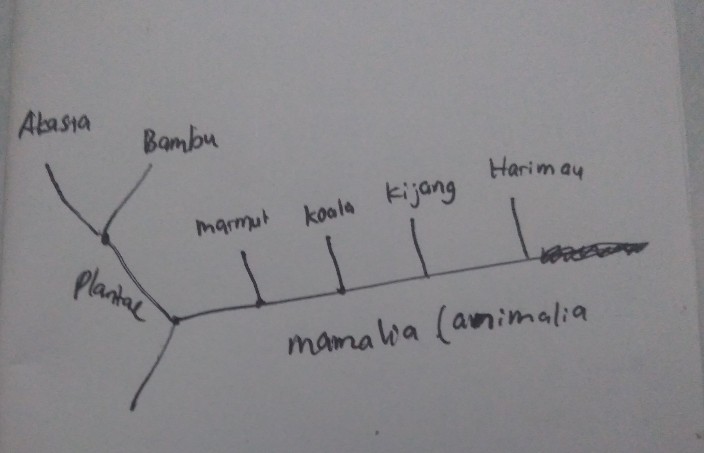 Silahkan Membuat Kladogra Lihat Cara Penyelesaian Di Qanda